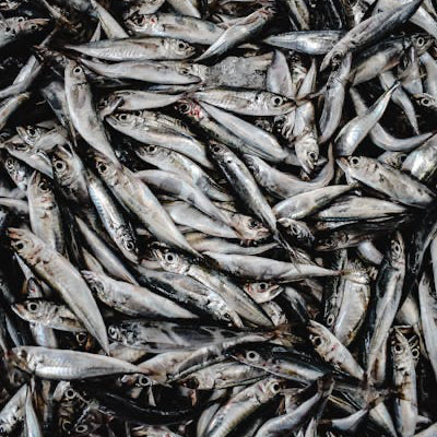 petit poisson d'eau douce frais