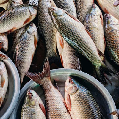 Poisson carpe fraichement pêché
