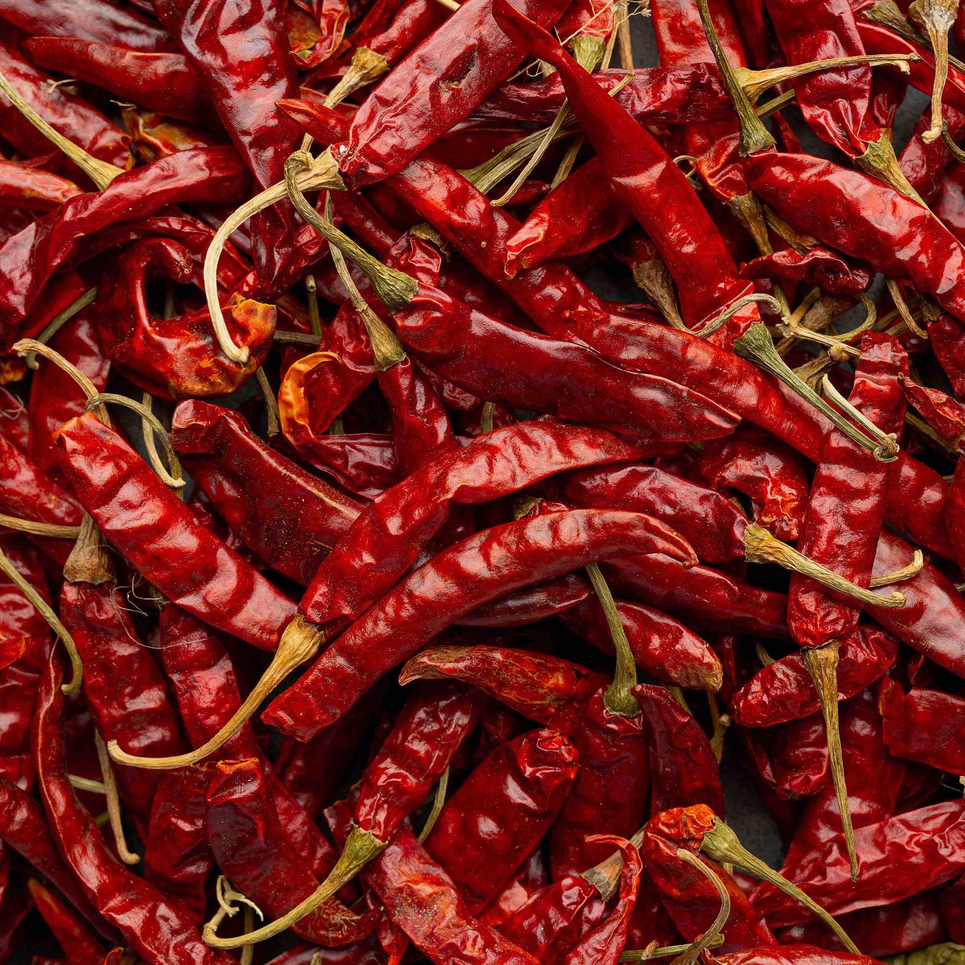 Piment avec taux élevé de capsaicine