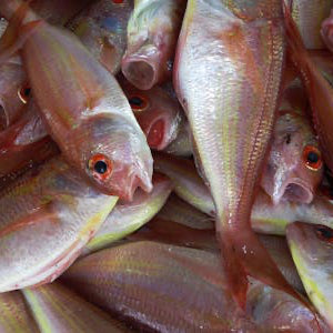 Poisson carpe rouge issu de la nouvelle pêche