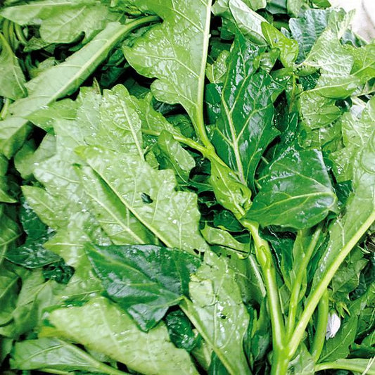 Légume thérapeutique vendu pré-cuit et conservé sous-vide