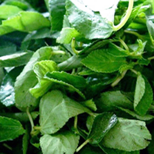 corète potagère fraîche